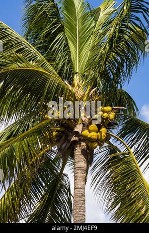 Kokosnussbaum (Cocos nucifera), Palme mit reifen Kokosnüssen, Playa del Carmen, Quintana Roo, Mexiko, Nordamerika, Amerika Stockfoto