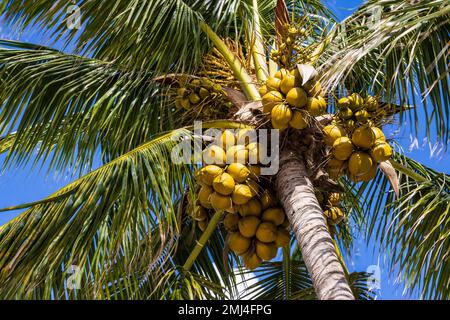 Kokosnussbaum (Cocos nucifera), Palme mit reifen Kokosnüssen, Playa del Carmen, Quintana Roo, Mexiko, Nordamerika, Amerika Stockfoto