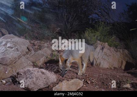 Grey Fox, Chupadera Mountains, New Mexico, USA. Stockfoto