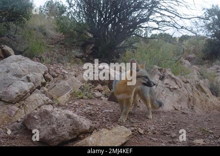 Grey Fox, Chupadera Mountains, New Mexico, USA. Stockfoto