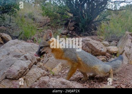 Grey Fox, Chupadera Mountains, New Mexico, USA. Stockfoto