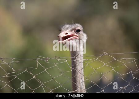 Der Kopf eines Straußes mit offenem Schnabel. Gewöhnlicher Strauß (Struthio camelus) steht hinter einem Metallmaschenzaun, Nahaufnahme von Gesicht und Hals des Straußes Stockfoto