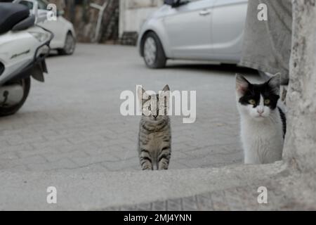 Gestreifte graue Katze mit grünen Augen. Zwei Straßenkatzen auf einem Parkplatz in der Stadt Stockfoto