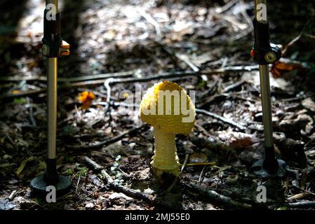 Blumentopf Parasol-Pilze neben Wanderstöcken Stockfoto