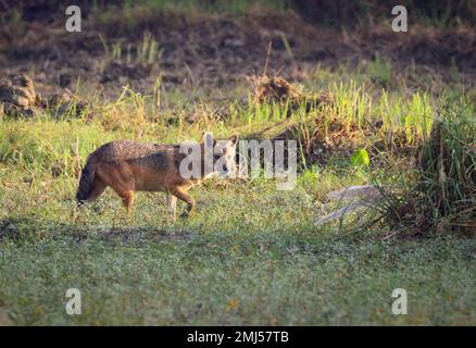 der goldschakal, der auch als gewöhnlicher Schakal bezeichnet wird, ist ein wolfartiger Canid, der in Südosteuropa, Zentralasien, Westasien, Südasien und Regionen heimisch ist Stockfoto