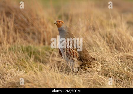 Graues Rebhuhn, wissenschaftlicher Name: Perdix Perdix. Nahaufnahme eines männlichen grauen Rebhuhns in einem natürlichen Moorland-Lebensraum. Nach links und Anruf mit offenem Schnabel Stockfoto