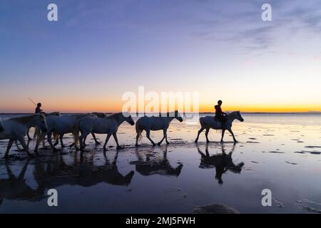 Saintes-Maries-de-la-Mer, Bouches-du-Rhône, Provence-Alpes-Cote d'Azur, Frankreich. 6. Juli 2022. Pferde werden durch die Sümpfe der Camargue bef geführt Stockfoto