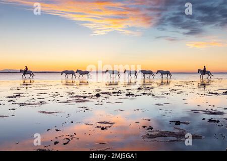 Saintes-Maries-de-la-Mer, Bouches-du-Rhône, Provence-Alpes-Cote d'Azur, Frankreich. 6. Juli 2022. Pferde werden durch die Sümpfe der Camargue bef geführt Stockfoto