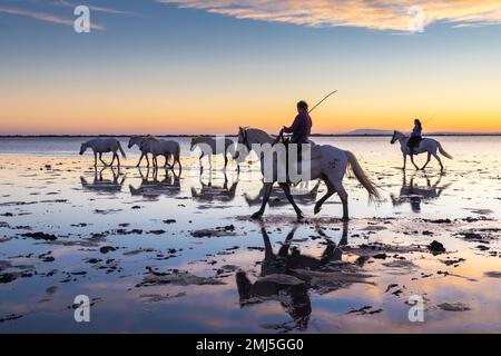 Saintes-Maries-de-la-Mer, Bouches-du-Rhône, Provence-Alpes-Cote d'Azur, Frankreich. 6. Juli 2022. Pferde werden durch die Sümpfe der Camargue bef geführt Stockfoto