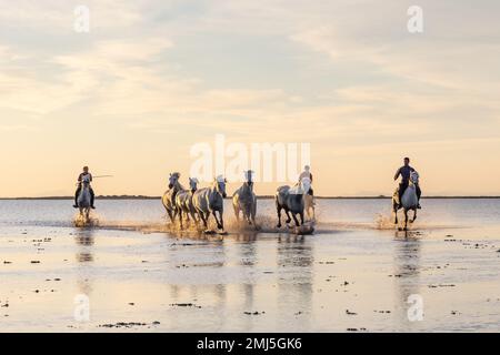 Saintes-Maries-de-la-Mer, Bouches-du-Rhône, Provence-Alpes-Cote d'Azur, Frankreich. Reiter, die Camargue-Pferde bei Sonnenaufgang durchs Wasser treiben. Stockfoto