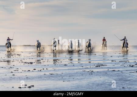 Saintes-Maries-de-la-Mer, Bouches-du-Rhône, Provence-Alpes-Cote d'Azur, Frankreich. 6. Juli 2022. Reiter, die Camargue-Pferde durch flaches Wasser treiben. Stockfoto