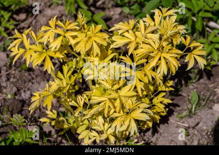 Nahaufnahme des leuchtend gelben Laubs des blutenden Herzens „Weißgold“. Lamprocapnos Dicentra spectabilis Stockfoto