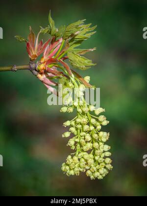 Bigleaf-Ahornbaumblumen; West Eugene Wetlands, Willamette Valley, Oregon. Stockfoto