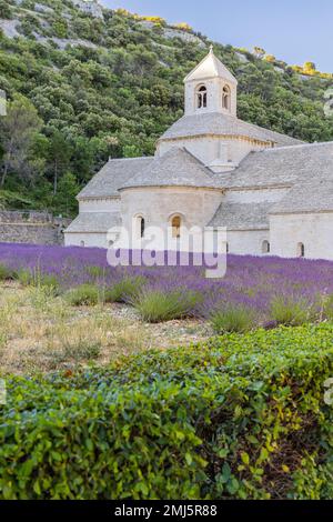 Gordes, Vaucluse, Provence-Alpes-Cote d'Azur, Frankreich. 7. Juli 2022. Lavendel in der Abtei Sénanque in der Provence. Stockfoto