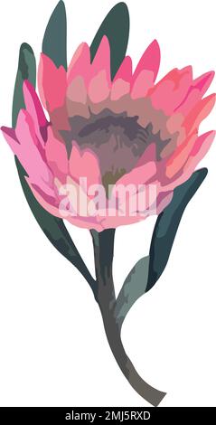 Stellen Sie eine realistische Vektordarstellung von proteafilmen ein. Tropische Königsblume protea in Blüte. Stock Vektor