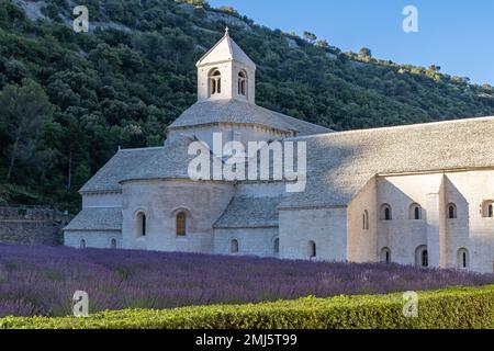 Gordes, Vaucluse, Provence-Alpes-Cote d'Azur, Frankreich. 7. Juli 2022. Lavendel in der Abtei Sénanque in der Provence. Stockfoto