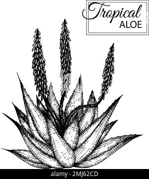 Vektordarstellung tropischer Blüten isoliert auf weißem Hintergrund. Handgezogenes Aloe. Schwarz-weiße Blumengrafik. Tropisches Design-Elem Stock Vektor