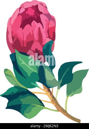 Stellen Sie eine realistische Vektordarstellung von proteafilmen ein. Tropische Königsblume protea in Blüte. Stock Vektor