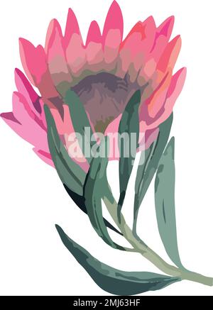 Stellen Sie eine realistische Vektordarstellung von proteafilmen ein. Tropische Königsblume protea in Blüte. Stock Vektor