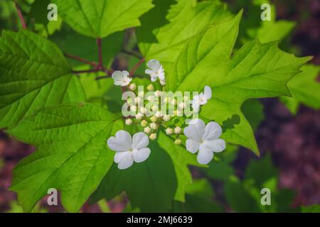 Jasminblüten (Jasminum Sambac) werden zum Verkauf geerntet oder für die Herstellung von Blumengirlanden verwendet, Konzept „Top View Flower Backgroud“. Stockfoto