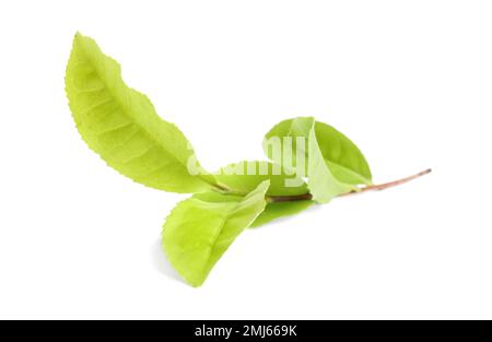 Zweig mit Blättern von grünem Tee, isoliert auf weiß Stockfoto