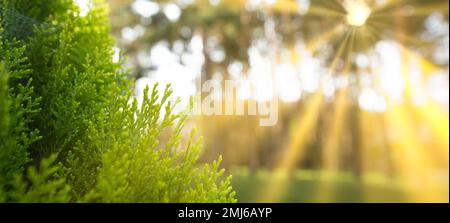 Pinie Thuja Sonnenstrahlen natürlicher, hellgrüner Hintergrund Stockfoto