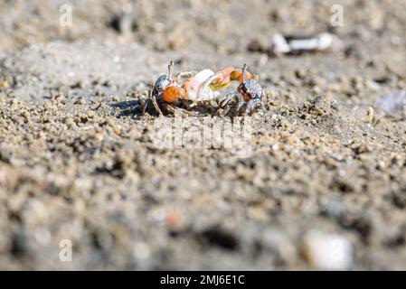 Geisterkrebse, Geisterkrebse, orange-rot, kleiner männlicher Seekrabbe, bunt. Eine Klaue ist größer und wird verwendet, um zu winken und als Waffe im Kampf zu fungieren. Wildtiere Stockfoto