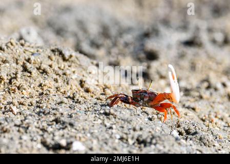 Geisterkrebse, Geisterkrebse, orange-rot, kleiner männlicher Seekrabbe, bunt. Eine Klaue ist größer und wird verwendet, um zu winken und als Waffe im Kampf zu fungieren. Wildtiere Stockfoto