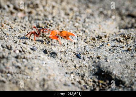 Geisterkrebse, Geisterkrebse, orange-rot, kleiner männlicher Seekrabbe, bunt. Eine Klaue ist größer und wird verwendet, um zu winken und als Waffe im Kampf zu fungieren. Wildtiere Stockfoto