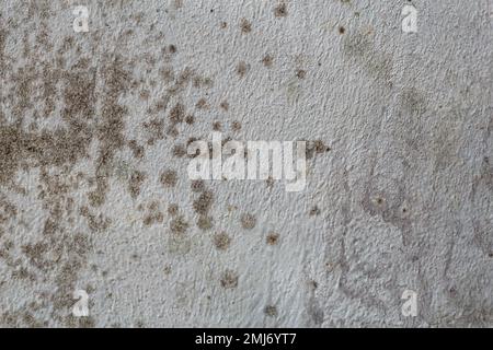 Schwarze Flecken von toxischen Schimmel- und Pilzbakterien an der Innenwand des Hauses. Konzept von Kondensation, Feuchtigkeit und hoher Luftfeuchtigkeit Stockfoto