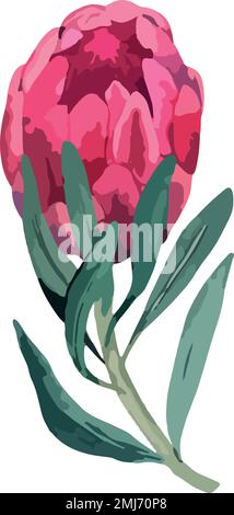 Stellen Sie eine realistische Vektordarstellung von proteafilmen ein. Tropische Königsblume protea in Blüte. Stock Vektor