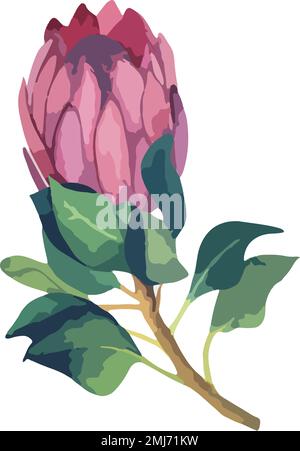 Stellen Sie eine realistische Vektordarstellung von proteafilmen ein. Tropische Königsblume protea in Blüte. Stock Vektor