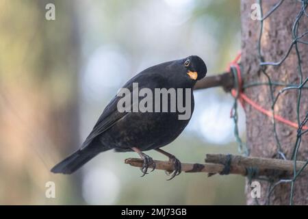 Eine Amsel im Wald Stockfoto