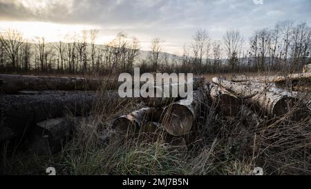 Im Gras liegen abgeschlagene Stämme. Im Hintergrund geht die Sonne unter. Das Holz ist bereits verwittert. Stockfoto