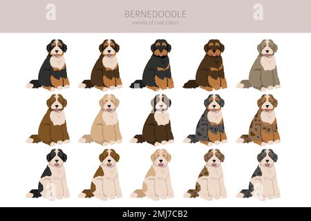 Bernedoodle-Hybrid-Clipart. Alle Mantelfarben eingestellt. Andere Position. Infografik zu den Merkmalen aller Hunderassen. Vektordarstellung Stock Vektor