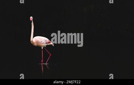 Ein einziger Flamingo, der in einem See steht und in die Kamera schaut, dunkler matter Hintergrund, Minimalismus, Negativraum, Kopierraum Stockfoto