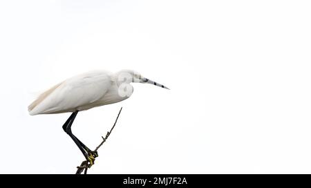 Ein großer weißer Reiher (Ardea Alba), der sich auf einem Zweig mit weißem, wolkigen Himmel im Hintergrund erhebt; Minimalismus, Kopierraum, negativer Raum, weißer Hintergrund Stockfoto