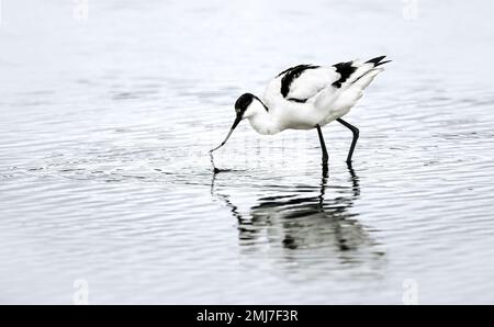 Ein weißer Rattenavocet ( Recurvirostra Avosetta ) waten in einem See, um Nahrung zu finden und Wellen zu erzeugen; Minimalismus, Kopierraum, Negativraum, Stockfoto