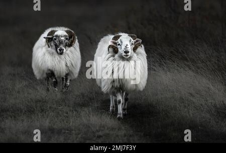 Zwei weiße Hornheide, deutsche Moorlandschafe, in hohem, blassem, trockenem Gras, die auf einem Weg in Richtung Kamera laufen; launische dunkle Atmosphäre Stockfoto