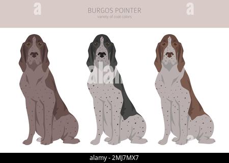 Burgos Pointer Clipart. Verschiedene Fellfarben und Posen eingestellt. Vektorgrafik Stock Vektor