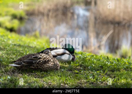 Zwei Stockenten (Anas platyrhynchos), männlich und weiblich, die sich am sonnigen Frühlingstag neben dem Teich entspannen Stockfoto