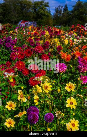 Wunderbarer Dahlia Garden Stockfoto