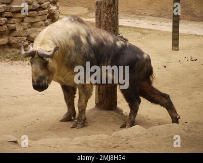 Ein Sichuan Takin (Budorcas Taxicolor tibetana) hat einen guten Kratzer im Zoo von Los Angeles Stockfoto