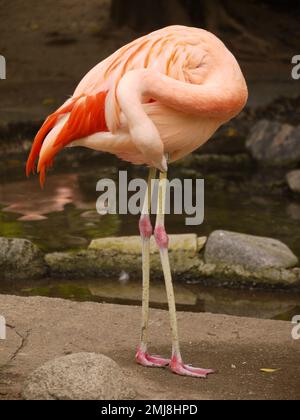 Ein chilenischer Flamingo (Phoenicopterus chilensis) putzt seine Federn im Zoo von Los Angeles Stockfoto