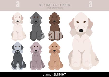 Bedlington Terrier Clipart. Verschiedene Fellfarben und Posen eingestellt. Vektorgrafik Stock Vektor