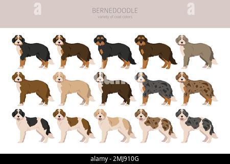 Bernedoodle-Hybrid-Clipart. Alle Mantelfarben eingestellt. Andere Position. Infografik zu den Merkmalen aller Hunderassen. Vektordarstellung Stock Vektor