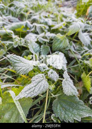 Morgenfrost auf grünen Nesselblättern. Erster Frost in der Herbstsaison. Spätherbst im Wald. Stockfoto