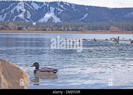 Enten auf einem See mit schneebedeckten Bergen im Hintergrund am Big Bear Lake, Kalifornien Stockfoto