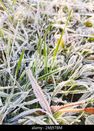 Morgenfrost auf grünen Grasblättern. Erster Frost in der Herbstsaison. Spätherbst im Wald. Stockfoto