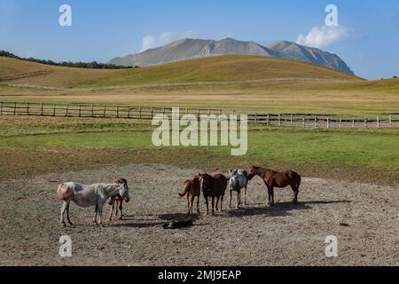 Pferde ruhen in einem ausgetrockneten See im Pantani, die Sibillini-Berge und der Mount Vettore können im Hintergrund gesehen werden. 01/07/2022 - Monti Sibilli Stockfoto